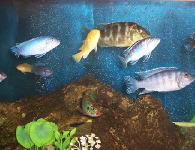 freshwater fish - nimbochromis venustus - venustus cichlid stocking in 75 gallons tank - mixed cichlids freshwater fish - nimbochromis venustus - venustus cichlid stocking in 75 gallons tank - mixed cichlids