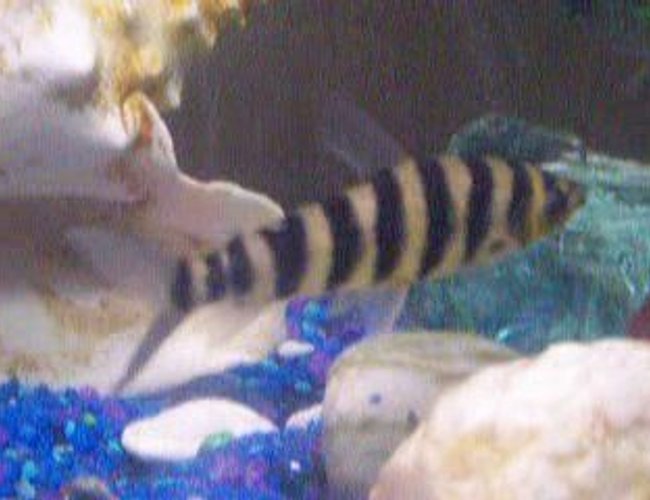 freshwater fish - leporinus fasciatus - banded leporinus stocking in 100 gallons tank - Leporinus in a Fresh water tank with gravel and conk shells. Hanging filter, heater, hiding stones for cichlids, decorative beach stones freshwater fish - leporinus fasciatus - banded leporinus stocking in 100 gallons tank - Leporinus in a Fresh water tank with gravel and conk shells. Hanging filter, heater, hiding stones for cichlids, decorative beach stones