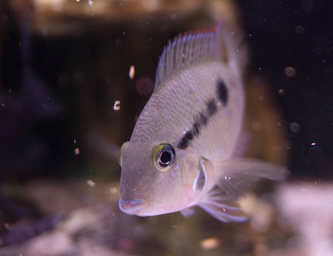 freshwater fish - thorichthys meeki - firemouth cichlid stocking in 45 gallons tank - Firemouth Cichlid, just chillin' freshwater fish - thorichthys meeki - firemouth cichlid stocking in 45 gallons tank - Firemouth Cichlid, just chillin'