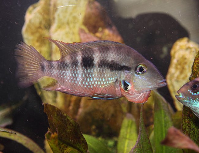 freshwater fish - thorichthys meeki - firemouth cichlid stocking in 45 gallons tank - Firemouth agressing my Jack Dempsey freshwater fish - thorichthys meeki - firemouth cichlid stocking in 45 gallons tank - Firemouth agressing my Jack Dempsey
