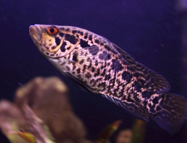 freshwater fish - parachromis managuensis - jaguar cichlid stocking in 45 gallons tank - Jaguar Cichlid, now about six inches long freshwater fish - parachromis managuensis - jaguar cichlid stocking in 45 gallons tank - Jaguar Cichlid, now about six inches long