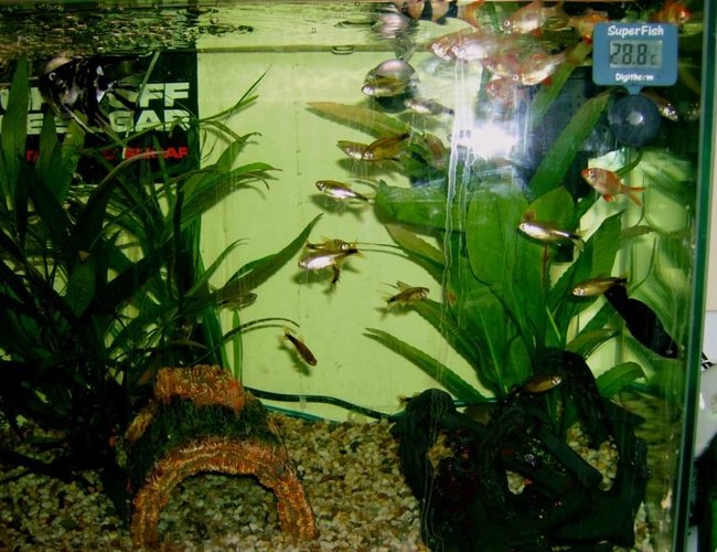 freshwater fish - hasemania nana - silver tip tetra stocking in 57 gallons tank - another new set up fish picture (sorry about the flash in the middle guys) freshwater fish - hasemania nana - silver tip tetra stocking in 57 gallons tank - another new set up fish picture (sorry about the flash in the middle guys)