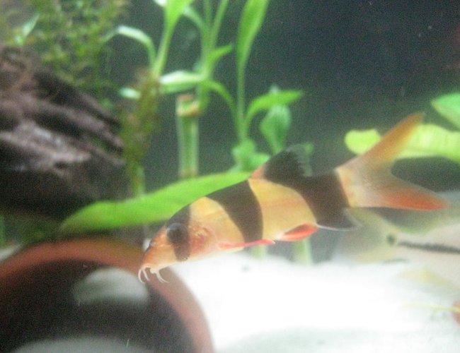 freshwater fish - botia macracantha - clown loach stocking in 85 gallons tank - Baby Loach, always have ICH disease when buying new. Lost 4 6" clowns when introducing a new loach. make sure treat with heat or salt. freshwater fish - botia macracantha - clown loach stocking in 85 gallons tank - Baby Loach, always have ICH disease when buying new. Lost 4 6" clowns when introducing a new loach. make sure treat with heat or salt.