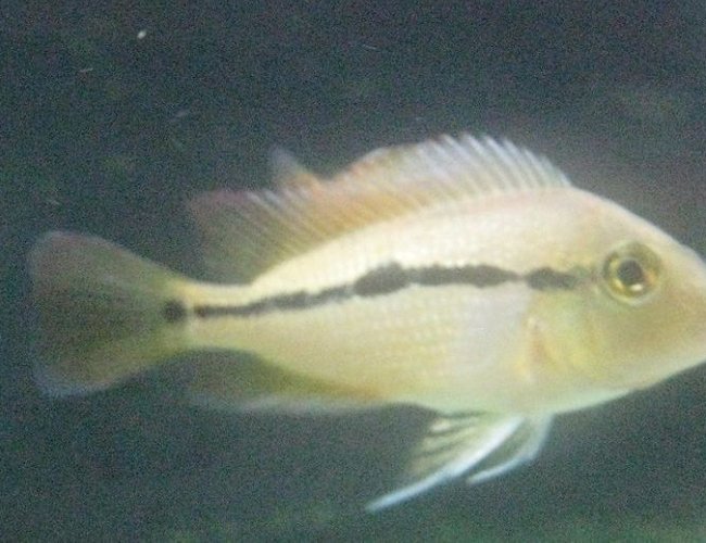freshwater fish - hypsophrys nicaraguensis - nicaragua cichlid stocking in 85 gallons tank - Smaller nicaraguensis about 3" freshwater fish - hypsophrys nicaraguensis - nicaragua cichlid stocking in 85 gallons tank - Smaller nicaraguensis about 3"