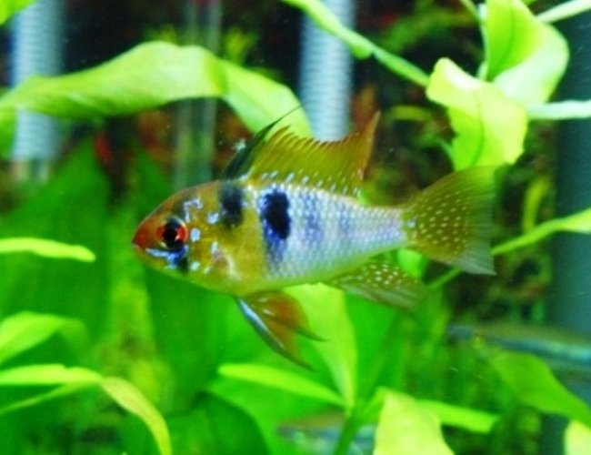 freshwater fish - papiliochromis ramirezi - german blue ram stocking in 60 gallons tank - German Blue Ram freshwater fish - papiliochromis ramirezi - german blue ram stocking in 60 gallons tank - German Blue Ram