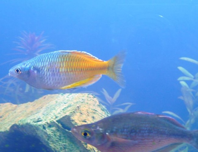 freshwater fish - melanotaenia boesemani - boesemani rainbow stocking in 60 gallons tank - Bosemani Rainbow freshwater fish - melanotaenia boesemani - boesemani rainbow stocking in 60 gallons tank - Bosemani Rainbow