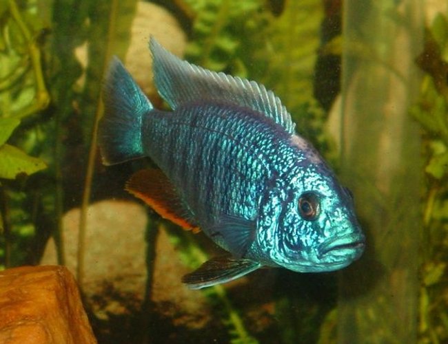 freshwater fish - sciaenochromis fryeri - electric blue hap stocking in 55 gallons tank - My gorgeous Electric Blue Ahli, Beebee ~ we found out his mate was actually another male and they weren't mating, they were fighting, so we are getting some more Ahli's to find him a friend! ~ freshwater fish - sciaenochromis fryeri - electric blue hap stocking in 55 gallons tank - My gorgeous Electric Blue Ahli, Beebee ~ we found out his mate was actually another male and they weren't mating, they were fighting, so we are getting some more Ahli's to find him a friend! ~