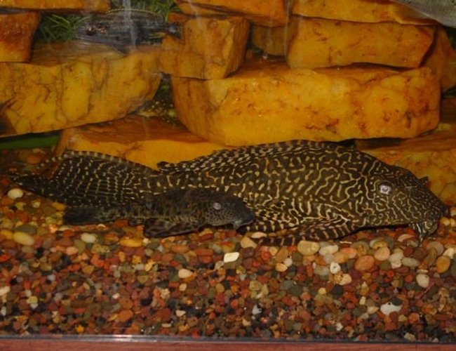 freshwater fish - glyptoperichthys gibbiceps - sailfin pleco (l-83) stocking in 55 gallons tank - "Phil" and friend ~ Common plecos ~ Awwww.... don't they look cute and cuddly? ~ freshwater fish - glyptoperichthys gibbiceps - sailfin pleco (l-83) stocking in 55 gallons tank - "Phil" and friend ~ Common plecos ~ Awwww.... don't they look cute and cuddly? ~