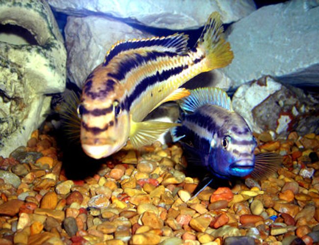 freshwater fish - melanochromis auratus - auratus cichlid stocking in 55 gallons tank - Melanochromis auratus Male and Female. freshwater fish - melanochromis auratus - auratus cichlid stocking in 55 gallons tank - Melanochromis auratus Male and Female.