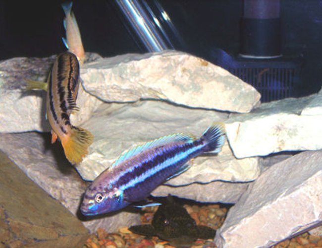 freshwater fish - melanochromis auratus - auratus cichlid stocking in 55 gallons tank - Melanochromis auratus Male and Female, Albino peacock cichlid and pelco. freshwater fish - melanochromis auratus - auratus cichlid stocking in 55 gallons tank - Melanochromis auratus Male and Female, Albino peacock cichlid and pelco.