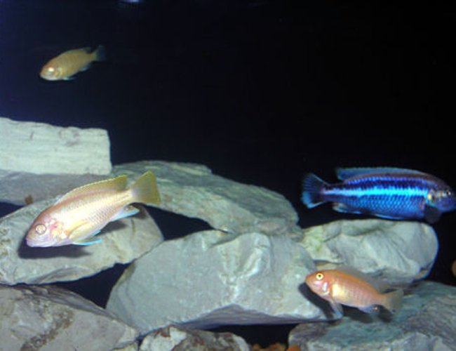 freshwater fish - aulonocara sp. - albino peacock cichlid stocking in 55 gallons tank - Group Shot. freshwater fish - aulonocara sp. - albino peacock cichlid stocking in 55 gallons tank - Group Shot.