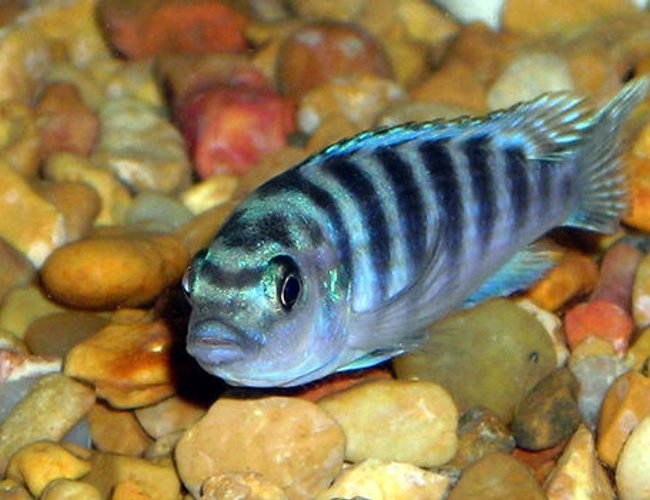 freshwater fish - aulonocara stuartgranti sp. - chilumba peacock stocking in 55 gallons tank - Unknown Cichlid. freshwater fish - aulonocara stuartgranti sp. - chilumba peacock stocking in 55 gallons tank - Unknown Cichlid.