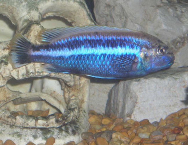 freshwater fish - melanochromis auratus - auratus cichlid stocking in 55 gallons tank - Melanochromis auratus Male. freshwater fish - melanochromis auratus - auratus cichlid stocking in 55 gallons tank - Melanochromis auratus Male.