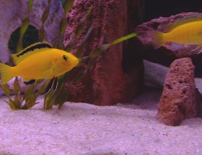 freshwater fish - labidochromis caeruleus - electric yellow cichlid stocking in 55 gallons tank - Male and Female Electric Yellow Labs freshwater fish - labidochromis caeruleus - electric yellow cichlid stocking in 55 gallons tank - Male and Female Electric Yellow Labs