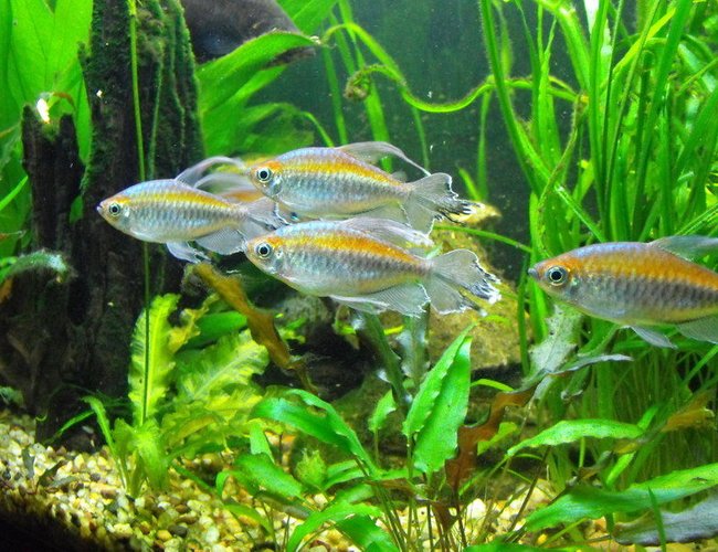 freshwater fish - phenacogrammus interruptus - congo tetra stocking in 55 gallons tank - Congo Tetra freshwater fish - phenacogrammus interruptus - congo tetra stocking in 55 gallons tank - Congo Tetra
