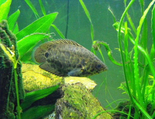freshwater fish - ctenopoma acutirostre - leopard ctenopoma stocking in 55 gallons tank - Bushmaster Leopard Fish freshwater fish - ctenopoma acutirostre - leopard ctenopoma stocking in 55 gallons tank - Bushmaster Leopard Fish