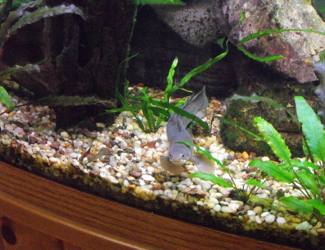 freshwater fish - polypterus senegalus - cuvier bichir stocking in 55 gallons tank - Senegal Bichir freshwater fish - polypterus senegalus - cuvier bichir stocking in 55 gallons tank - Senegal Bichir