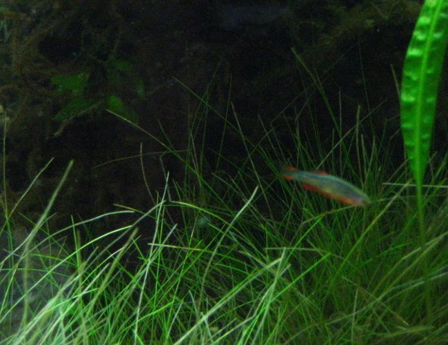 freshwater fish - celestichthys margaritatus - celestial pearl danio stocking in 24 gallons tank - galaxy danio freshwater fish - celestichthys margaritatus - celestial pearl danio stocking in 24 gallons tank - galaxy danio