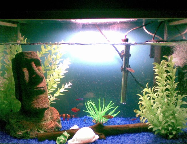 freshwater fish - botia macracantha - clown loach stocking in 22 gallons tank - Gotta love the easter island head (Old filter shown) freshwater fish - botia macracantha - clown loach stocking in 22 gallons tank - Gotta love the easter island head (Old filter shown)