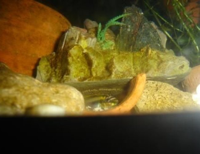 freshwater fish - pelvicachromis pulcher - kribensis cichlid stocking in 70 gallons tank - pluche maroc tanger freshwater fish - pelvicachromis pulcher - kribensis cichlid stocking in 70 gallons tank - pluche maroc tanger