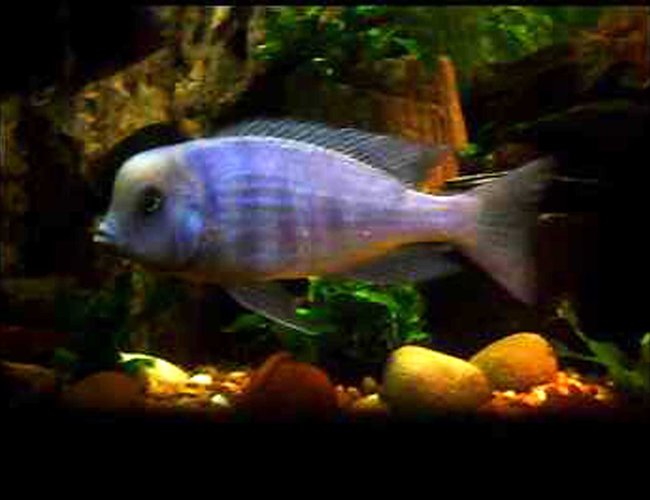 freshwater fish - cyrtocara moorii - blue dolphin cichlid stocking in 90 gallons tank - Cyrtocara Moorii Female freshwater fish - cyrtocara moorii - blue dolphin cichlid stocking in 90 gallons tank - Cyrtocara Moorii Female