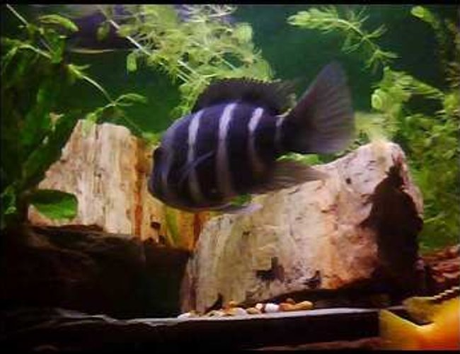 freshwater fish - cyphotilapia frontosa - frontosa cichlid stocking in 90 gallons tank - Frontosa freshwater fish - cyphotilapia frontosa - frontosa cichlid stocking in 90 gallons tank - Frontosa