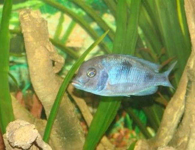 freshwater fish - cyrtocara moorii - blue dolphin cichlid stocking in 120 gallons tank - more fish freshwater fish - cyrtocara moorii - blue dolphin cichlid stocking in 120 gallons tank - more fish
