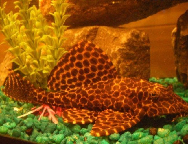 freshwater fish - glyptoperichthys gibbiceps - sailfin pleco (l-83) stocking in 55 gallons tank - This is Marvin my Sailfin Pleco. This is an old picture of him. His top fin stands much higher now but he shows his most beautiful colours when eating and he only eats at night and some times he gets stubborn.
He is an amazing gentle fish.
I am pretty sure he is a Sailfin. When I got him he was listed under common but when the pet workers gave him to me they said he was under the wrong listings and is acutely worth more then I payed.
So if anybody has a better idea of what he is, let me know! freshwater fish - glyptoperichthys gibbiceps - sailfin pleco (l-83) stocking in 55 gallons tank - This is Marvin my Sailfin Pleco. This is an old picture of him. His top fin stands much higher now but he shows his most beautiful colours when eating and he only eats at night and some times he gets stubborn.
He is an amazing gentle fish.
I am pretty sure he is a Sailfin. When I got him he was listed under common but when the pet workers gave him to me they said he was under the wrong listings and is acutely worth more then I payed.
So if anybody has a better idea of what he is, let me know!