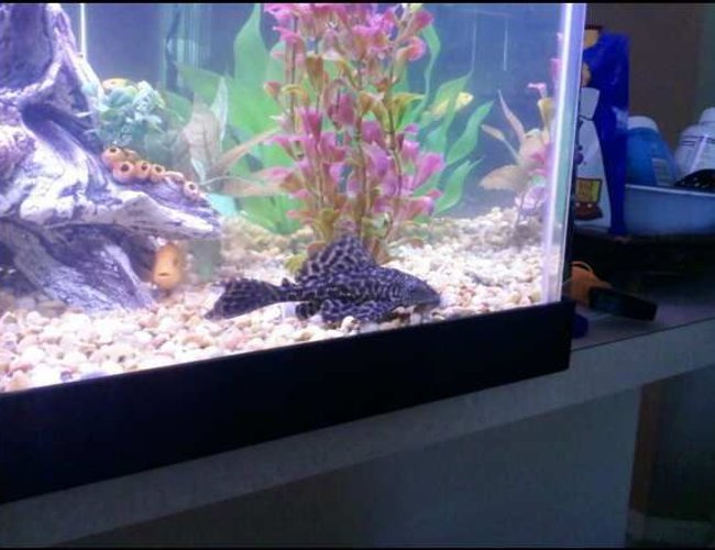 freshwater fish - glyptoperichthys gibbiceps - sailfin pleco (l-83) stocking in 75 gallons tank - Pleco freshwater fish - glyptoperichthys gibbiceps - sailfin pleco (l-83) stocking in 75 gallons tank - Pleco
