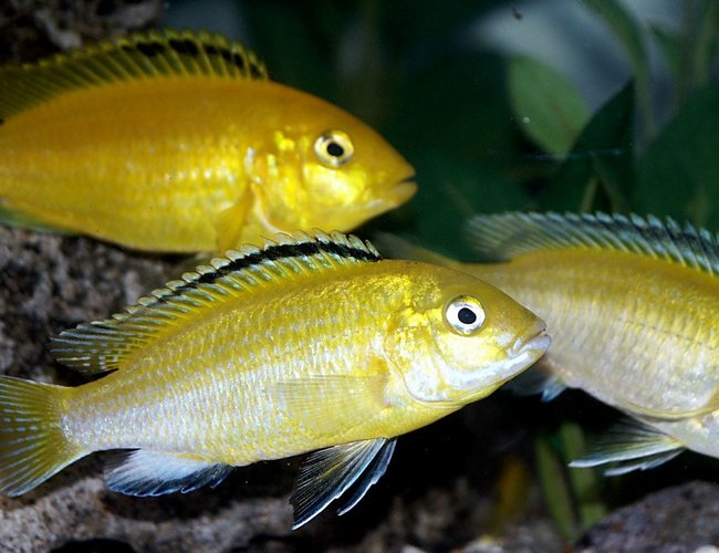 freshwater fish - labidochromis caeruleus - electric yellow cichlid stocking in 55 gallons tank - Pretty Electric Yellow Labs freshwater fish - labidochromis caeruleus - electric yellow cichlid stocking in 55 gallons tank - Pretty Electric Yellow Labs