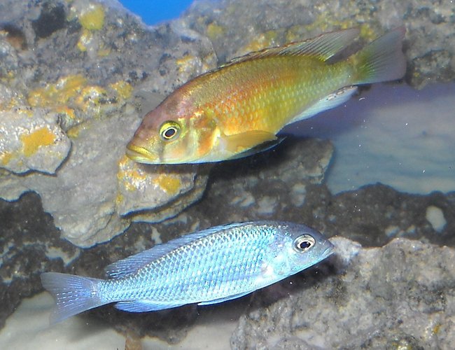 freshwater fish - cyrtocara moorii - blue dolphin cichlid stocking in 120 gallons tank - moorii, and limax hap. freshwater fish - cyrtocara moorii - blue dolphin cichlid stocking in 120 gallons tank - moorii, and limax hap.