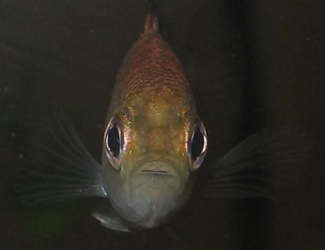 freshwater fish - lepomis gulosus - warmouth sunfish stocking in 20 gallons tank - sunfish freshwater fish - lepomis gulosus - warmouth sunfish stocking in 20 gallons tank - sunfish