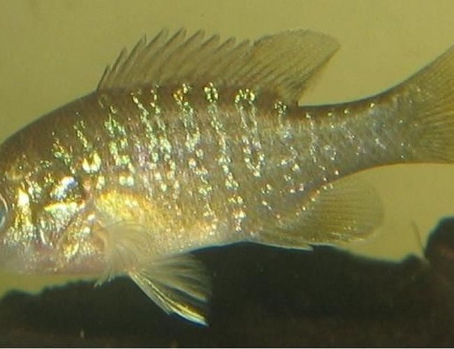 freshwater fish - lepomis gulosus - warmouth sunfish stocking in 20 gallons tank - sunfish side view. freshwater fish - lepomis gulosus - warmouth sunfish stocking in 20 gallons tank - sunfish side view.