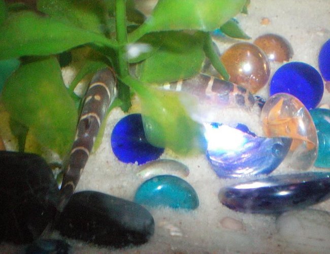 freshwater fish - pangio sp. - black kuhlii loach stocking in 100 gallons tank - Our Khouli Loach. He's cool! freshwater fish - pangio sp. - black kuhlii loach stocking in 100 gallons tank - Our Khouli Loach. He's cool!