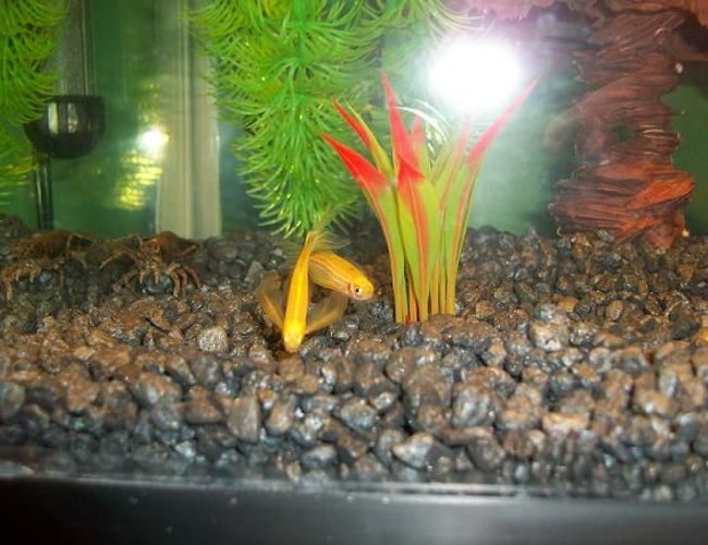 freshwater fish - danio rerio - gold longfin danio stocking in 10 gallons tank - My two yellow Long-Finned Danios and Oscar, my native freshwater crayfish freshwater fish - danio rerio - gold longfin danio stocking in 10 gallons tank - My two yellow Long-Finned Danios and Oscar, my native freshwater crayfish
