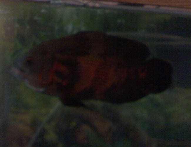 freshwater fish - astronotus ocellatus - tiger oscar stocking in 55 gallons tank - leonidas my 9 in. oscar.. a lil blury he wont stay still 4 the camara..lol freshwater fish - astronotus ocellatus - tiger oscar stocking in 55 gallons tank - leonidas my 9 in. oscar.. a lil blury he wont stay still 4 the camara..lol