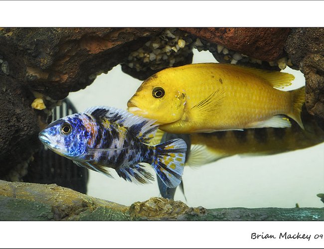 freshwater fish - aulonocara nyassae var. - peacock cichlid, orange blossom stocking in 72 gallons tank - Cichlids freshwater fish - aulonocara nyassae var. - peacock cichlid, orange blossom stocking in 72 gallons tank - Cichlids