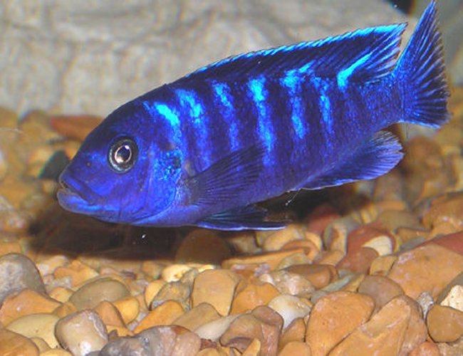 freshwater fish - metriaclima sp. - chilumba zebra stocking in 55 gallons tank - African Mbuna Cichlid. freshwater fish - metriaclima sp. - chilumba zebra stocking in 55 gallons tank - African Mbuna Cichlid.