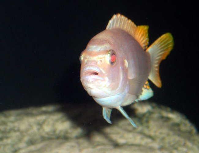 freshwater fish - aulonocara sp. - albino peacock cichlid stocking in 55 gallons tank - African Mbuna Cichlid. freshwater fish - aulonocara sp. - albino peacock cichlid stocking in 55 gallons tank - African Mbuna Cichlid.