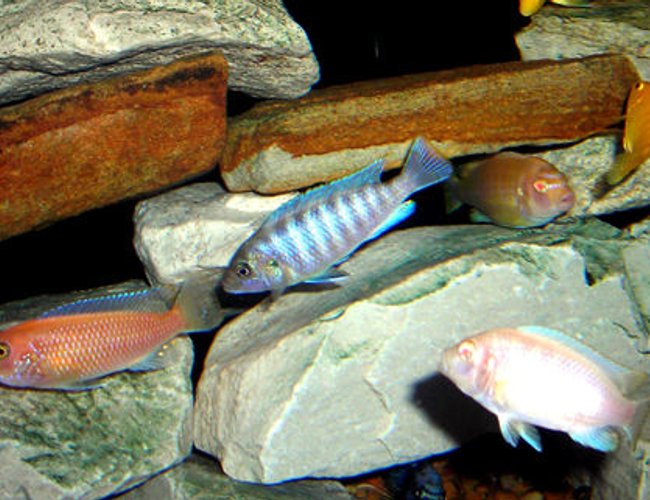 freshwater fish - aulonocara nyassae - blue peacock cichlid stocking in 55 gallons tank - African Mbuna Group Shot. freshwater fish - aulonocara nyassae - blue peacock cichlid stocking in 55 gallons tank - African Mbuna Group Shot.