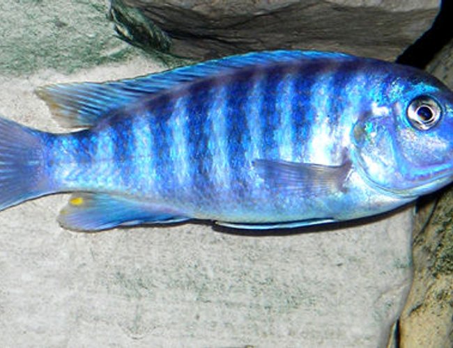 freshwater fish - metriaclima estherae - blue zebra stocking in 55 gallons tank - Blue Zebra Mbuna Cichlid. freshwater fish - metriaclima estherae - blue zebra stocking in 55 gallons tank - Blue Zebra Mbuna Cichlid.