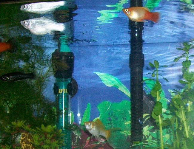 freshwater fish - xiphophorus maculatus - red wag platy stocking in 10 gallons tank - The whole gang. well most of them freshwater fish - xiphophorus maculatus - red wag platy stocking in 10 gallons tank - The whole gang. well most of them