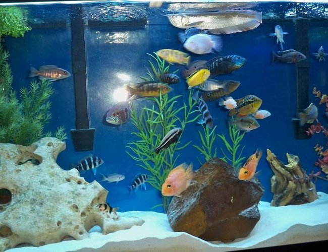 freshwater fish - cyphotilapia frontosa - frontosa cichlid stocking in 60 gallons tank - time to eat!!! freshwater fish - cyphotilapia frontosa - frontosa cichlid stocking in 60 gallons tank - time to eat!!!