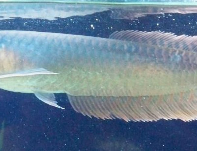 freshwater fish - osteoglossum bicirrhosum - silver arowana stocking in 60 gallons tank - 9" silver arowana 8/09 freshwater fish - osteoglossum bicirrhosum - silver arowana stocking in 60 gallons tank - 9" silver arowana 8/09