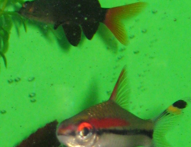 freshwater fish - barbus denisonii - denison barb stocking in 40 gallons tank - Denison and Red Tailed Shark freshwater fish - barbus denisonii - denison barb stocking in 40 gallons tank - Denison and Red Tailed Shark