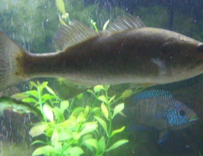 freshwater fish - micropterus salmoides - largemouth bass stocking in 65 gallons tank - Large Mouth Bass with my Jack Dempsey in the background. freshwater fish - micropterus salmoides - largemouth bass stocking in 65 gallons tank - Large Mouth Bass with my Jack Dempsey in the background.