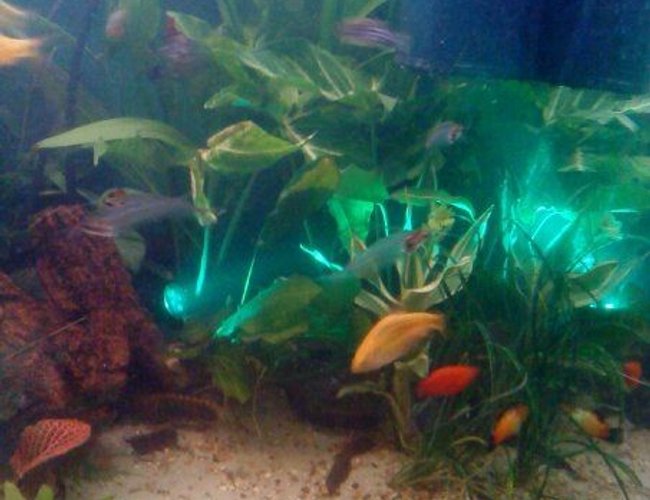 freshwater fish - xiphophorus maculatus - gold twin bar platy stocking in 80 gallons tank - My new 220 ltr freshwater freshwater fish - xiphophorus maculatus - gold twin bar platy stocking in 80 gallons tank - My new 220 ltr freshwater