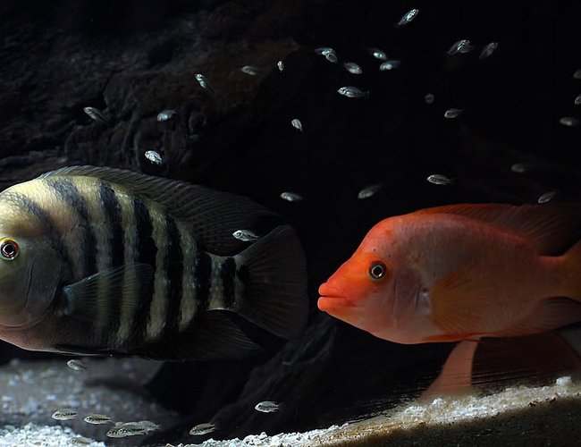 freshwater fish - amphilophus labiatus - red devil - Amarillo and Red Devil guarding fry. This pic made it into the October issue of TFH magazine. :) freshwater fish - amphilophus labiatus - red devil - Amarillo and Red Devil guarding fry. This pic made it into the October issue of TFH magazine. :)