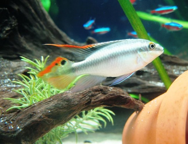 freshwater fish - pelvicachromis pulcher - kribensis cichlid stocking in 17 gallons tank - Male Pelvicachromis pulcher...my cute lil' guy! freshwater fish - pelvicachromis pulcher - kribensis cichlid stocking in 17 gallons tank - Male Pelvicachromis pulcher...my cute lil' guy!