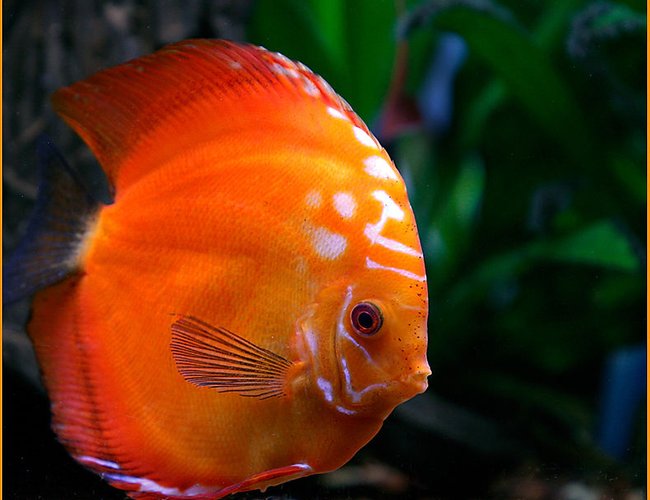 freshwater fish - symphysodon sp. - red marlboro discus stocking in 180 gallons tank - Full Grown Red Marlboro, he is about
7 years old now. freshwater fish - symphysodon sp. - red marlboro discus stocking in 180 gallons tank - Full Grown Red Marlboro, he is about
7 years old now.